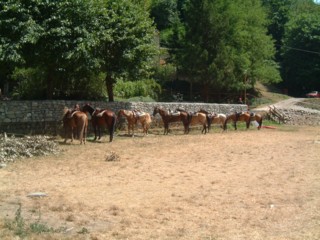  Image name: DSCF2797.JPG 
 width: 320 pixel 
 height: 240 pixel 
 Size: 29070 bytes 
 Click to enlarge 